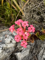 Crassula coccinea