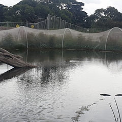 Malacorhynchus membranaceus