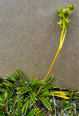 Aciphylla monroi