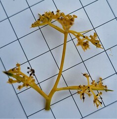 Aciphylla monroi