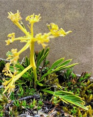 Aciphylla monroi