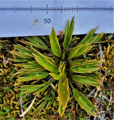 Aciphylla monroi