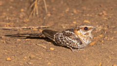 Hydropsalis torquata