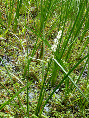 Sparganium subglobosum