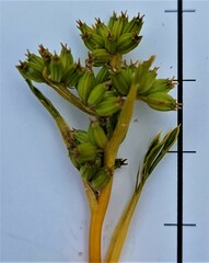 Aciphylla monroi