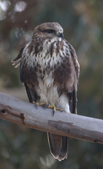 Buteo trizonatus