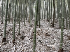 Phyllostachys edulis
