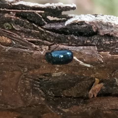 Necrobia violacea