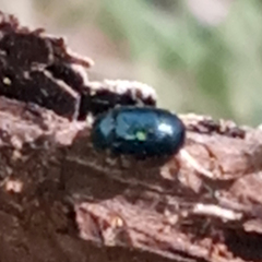 Necrobia violacea