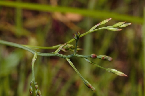 Afrosolen erythranthus image