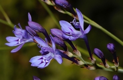 Afrosolen erythranthus image