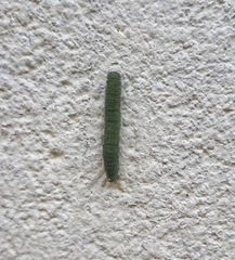 Pierinae