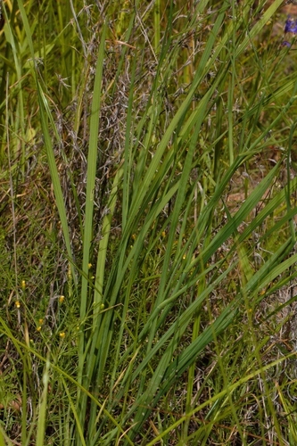 Afrosolen erythranthus image