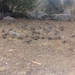 Pterorhinus albogularis