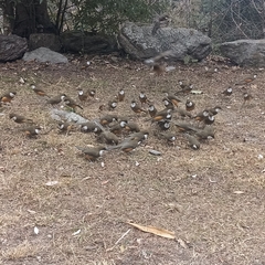 Pterorhinus albogularis