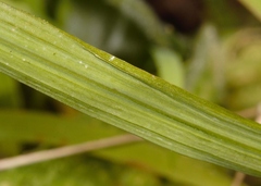 Afrosolen erythranthus image