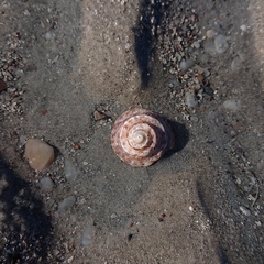 Bellastraea squamifera