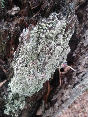 Cladonia macilenta
