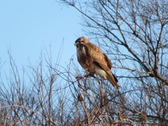 Buteo japonicus