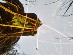 Thelypteris palustris pubescens