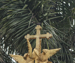 Rhipidura albicollis