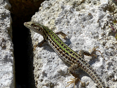 Podarcis siculus