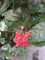 Ixora