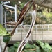 Trachelospermum gracilipes liukiuense - Photo 由 Takaaki Hattori 所上傳的 (c) Takaaki Hattori，保留部份權利CC BY