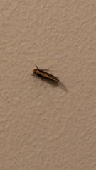 Monopis crocicapitella