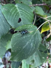 Pachyrhynchus tobafolius