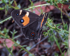 Tisiphone abeona albifascia