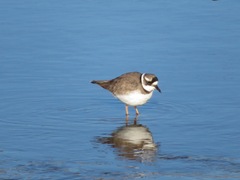 Charadrius placidus