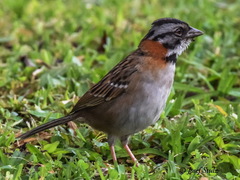 Zonotrichia capensis