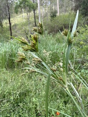 Cyperus exaltatus