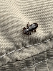 Trinoton querquedulae