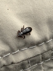 Trinoton querquedulae