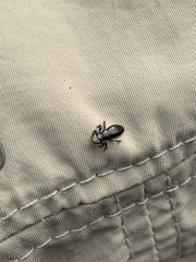 Trinoton querquedulae