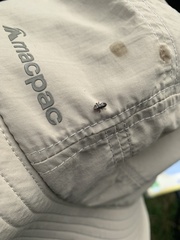 Trinoton querquedulae