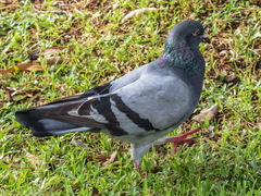 Columba livia domestica