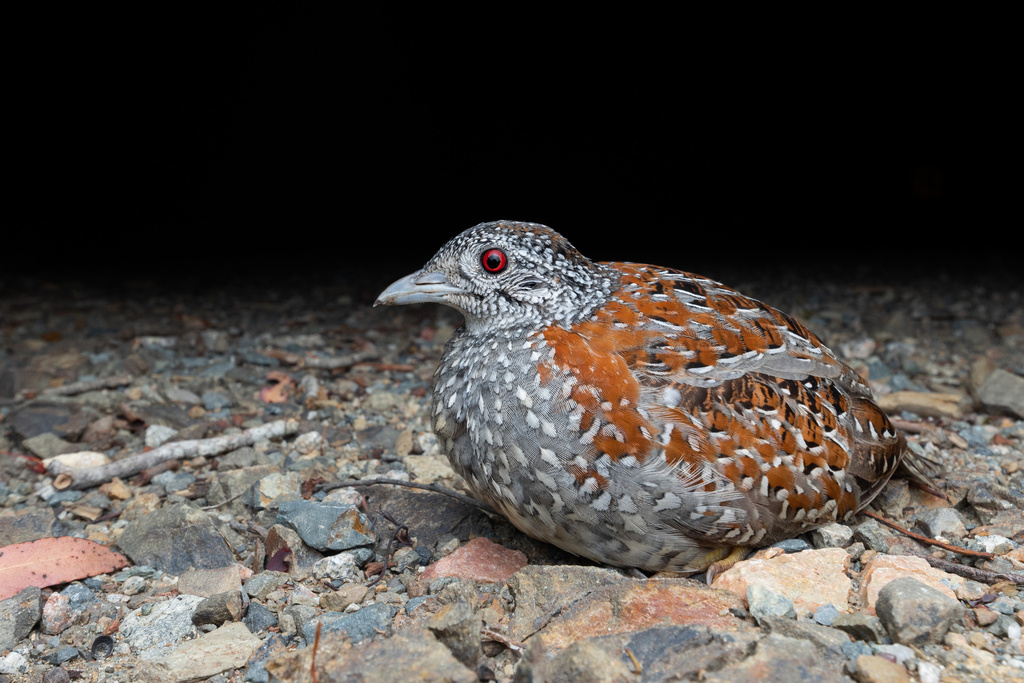 Buttonquail