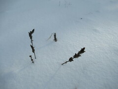 Oxytropis strobilacea