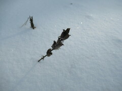Oxytropis strobilacea