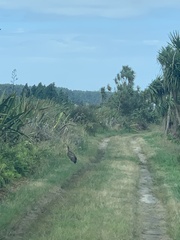 Botaurus poiciloptilus