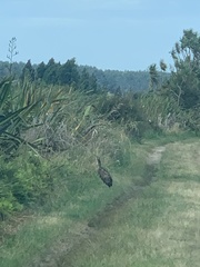 Botaurus poiciloptilus