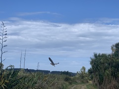 Botaurus poiciloptilus