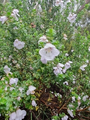 Prostanthera cuneata