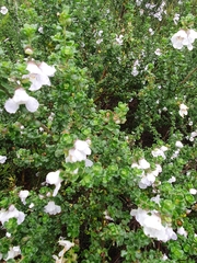 Prostanthera cuneata