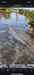 Crocodylus acutus