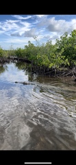 Crocodylus acutus