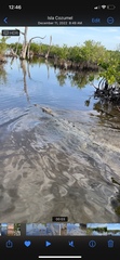 Crocodylus acutus